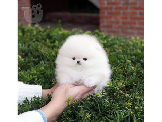 PoulaTo: Εκπληκτικό Pomeranian κουτάβι διαθέσιμο τώρα!